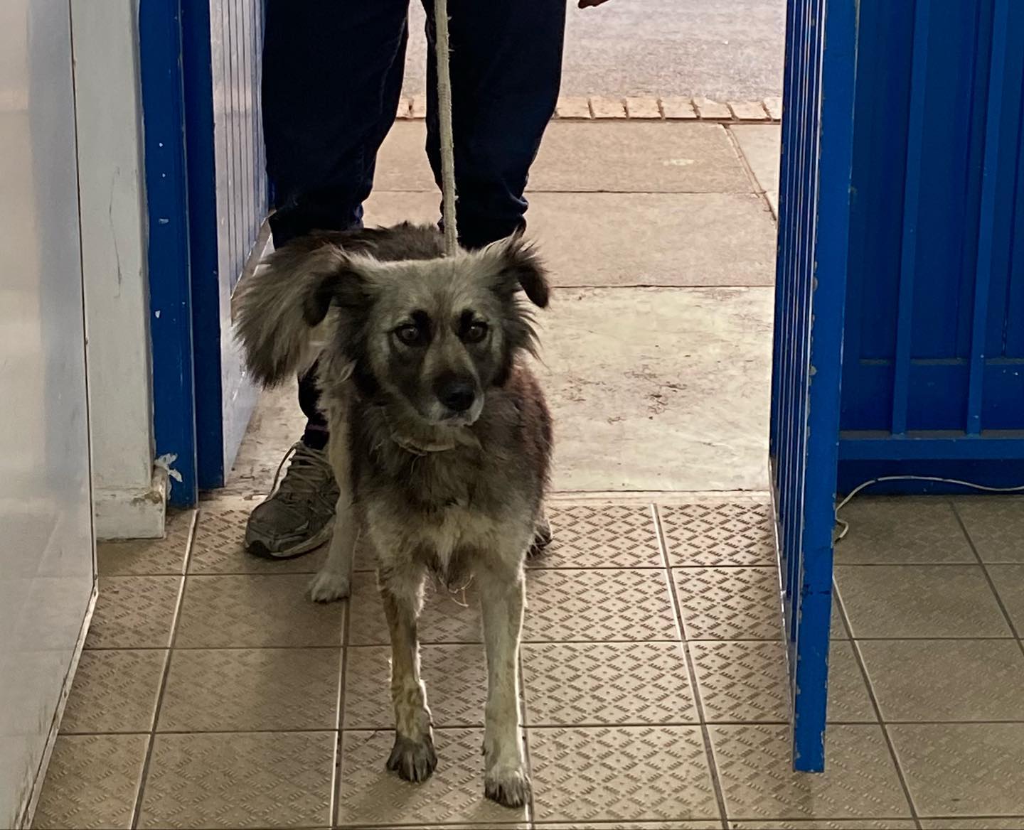 ARO joins City of Cape Town Mass Sterilisation Campaign Animal Rescue