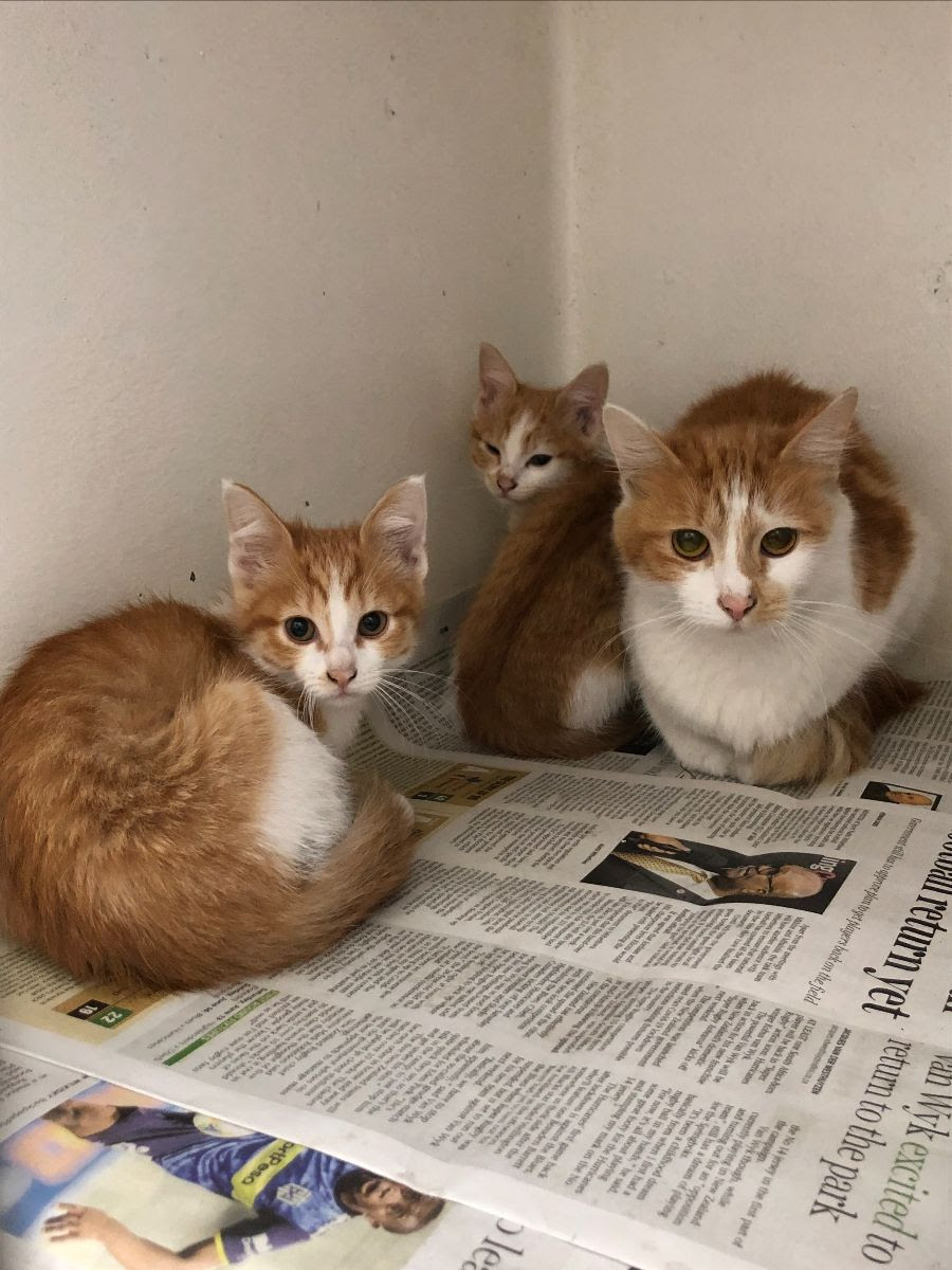 ARO joins City of Cape Town Mass Sterilisation Campaign Animal Rescue